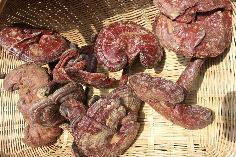 升级寻仙：师傅只是第一步，技能满级几天？