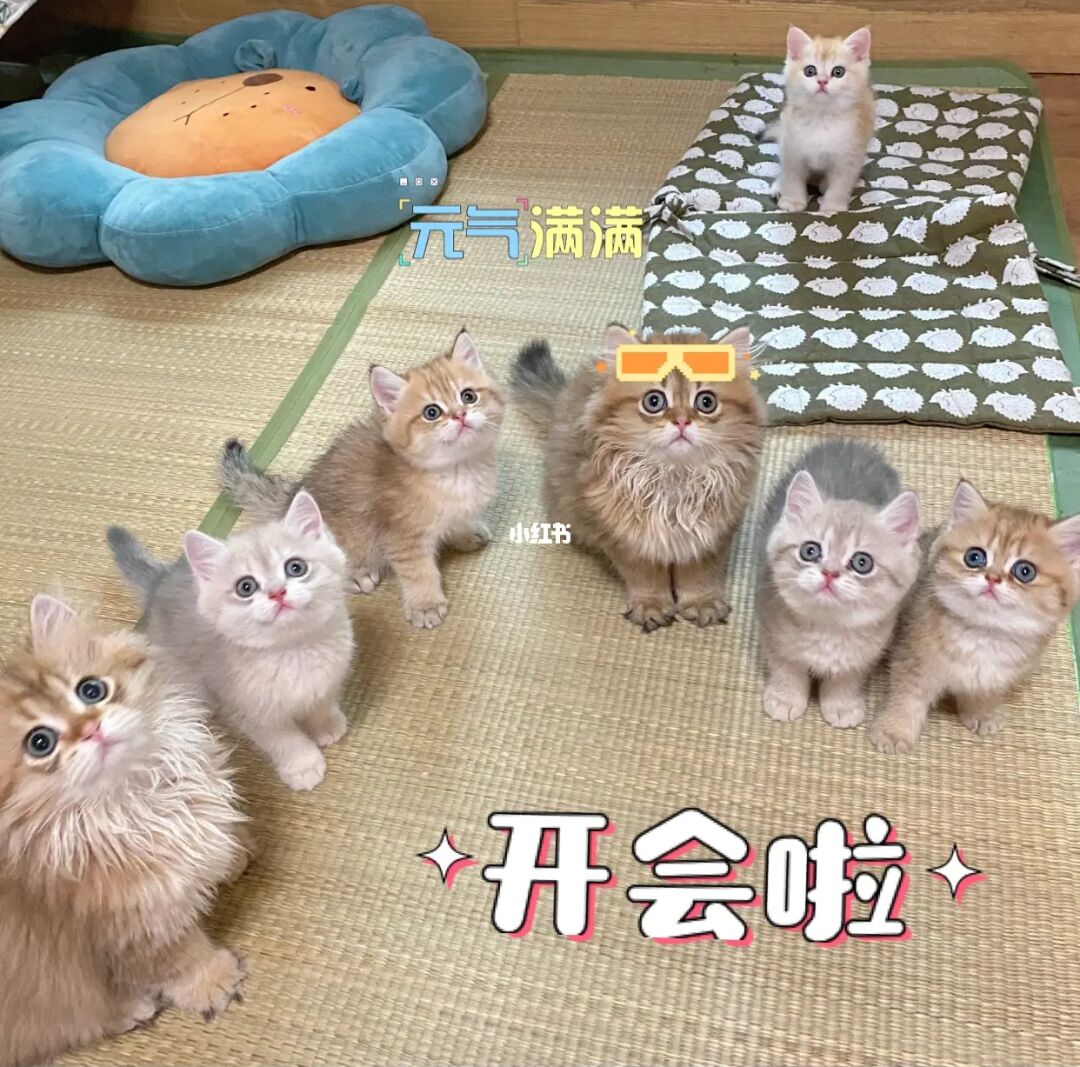 十二兽的会局是什么梗_贝灵顿梗会很凶吗_水蛭光明会梗