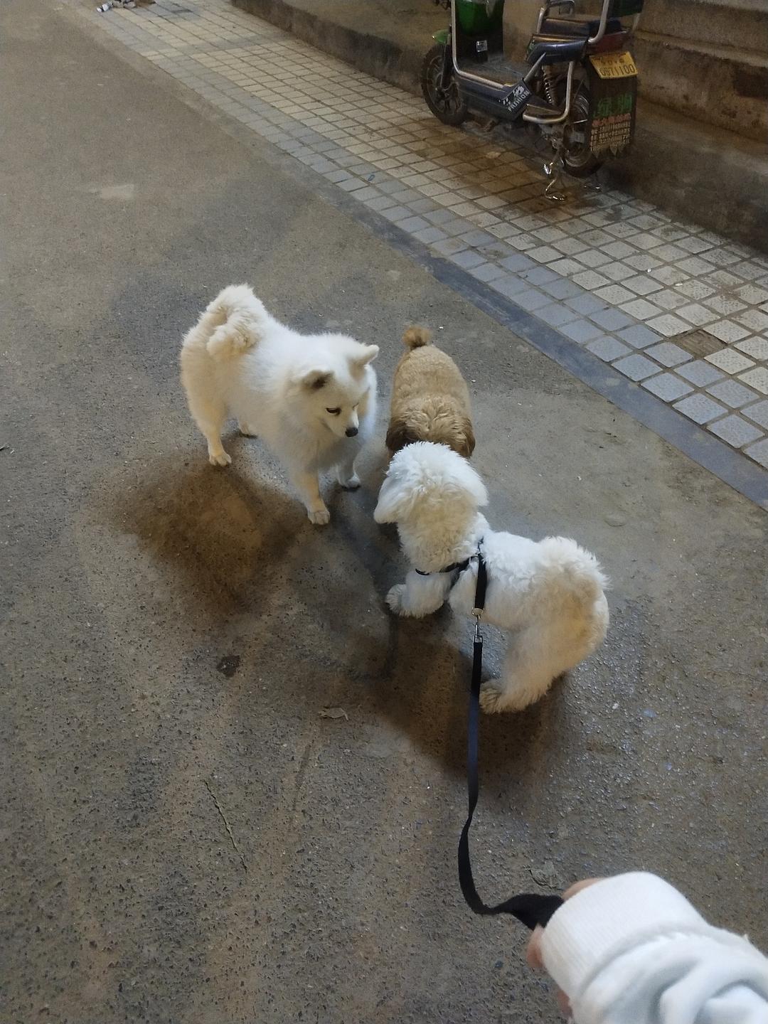 十二兽的会局是什么梗_水蛭光明会梗_贝灵顿梗会很凶吗
