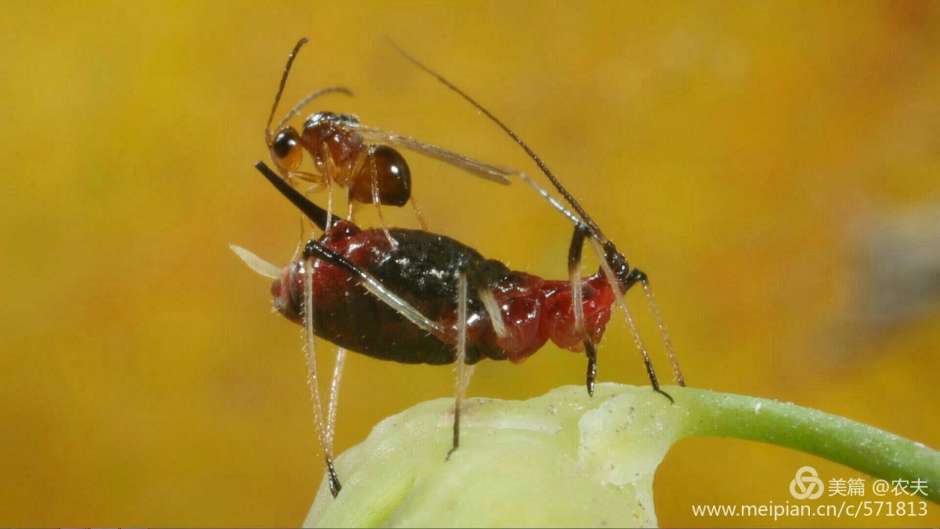 最终幻想14：寄生蜂团行会揭秘