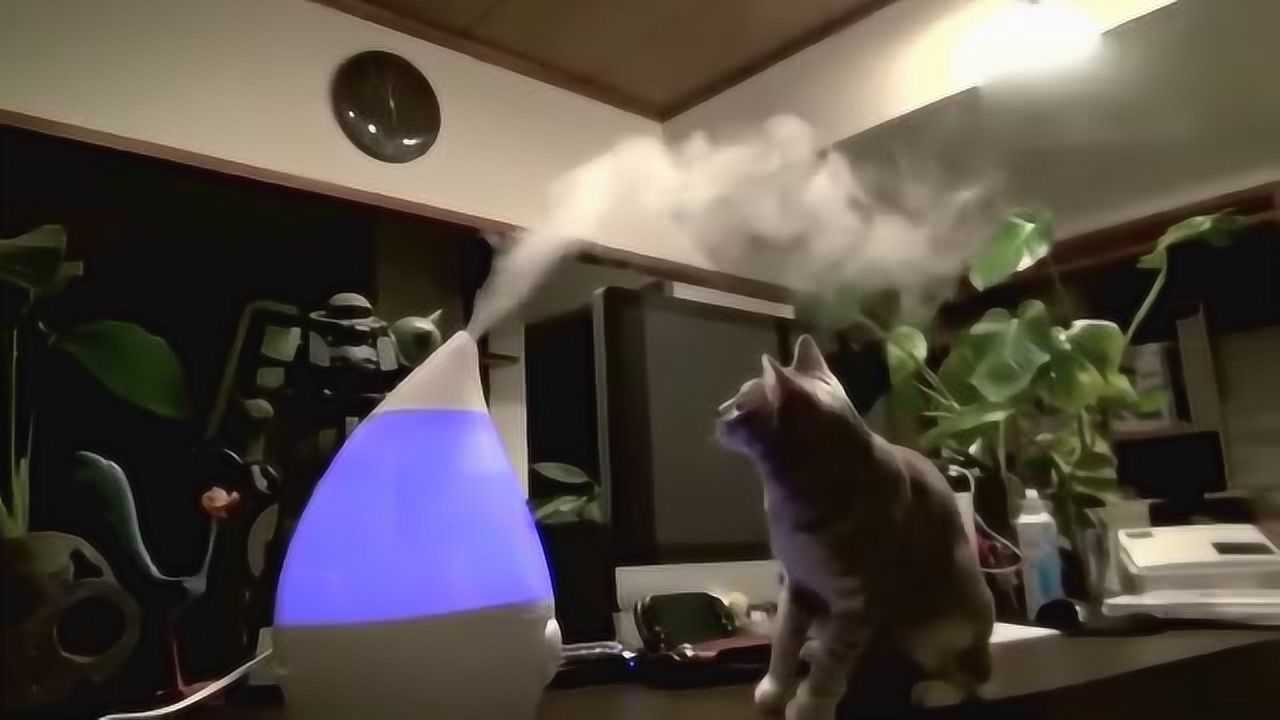 找出所有的猫咪攻略_迷失猫咪攻略_咪莫攻略