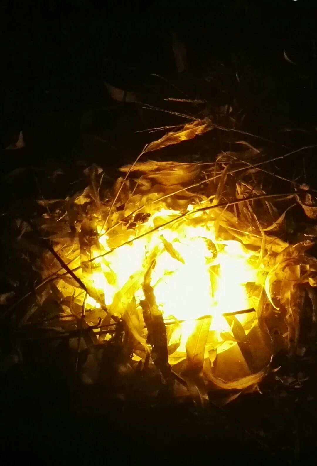 高山之巅，燃烧的生灵之焱