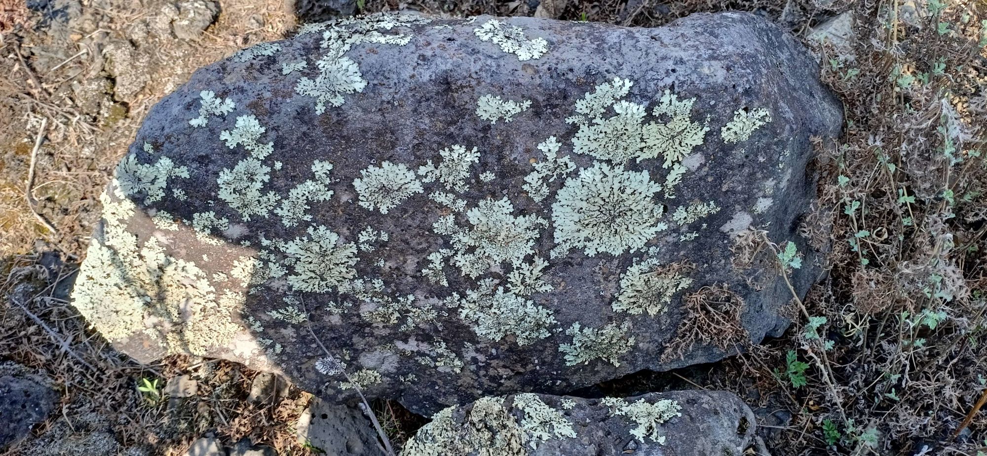 花岩怪_花岩怪被什么克制_花岩怪进化