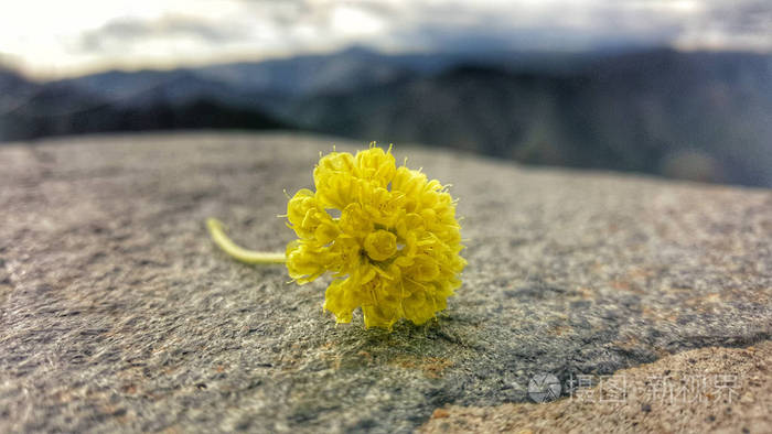 花岩怪进化_花岩怪_花岩怪被什么克制