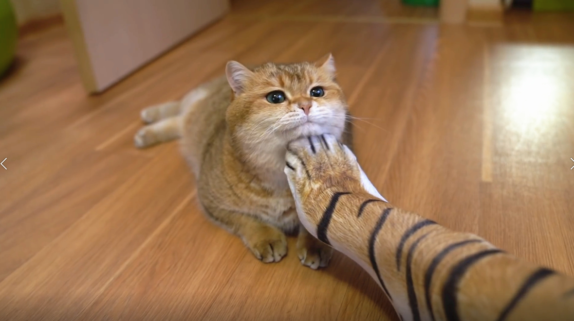 猫咪官网，欢迎来访