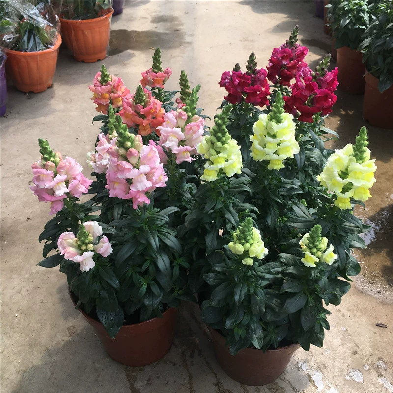 莳花弄草美文_莳花弄草出处_莳花弄草