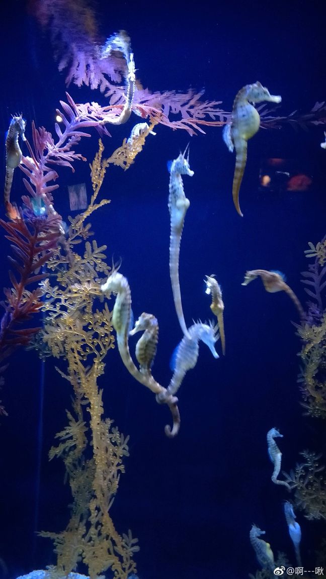 女子水族馆：美丽奇特的海洋生物展示，桃子移植尽显独特魅力