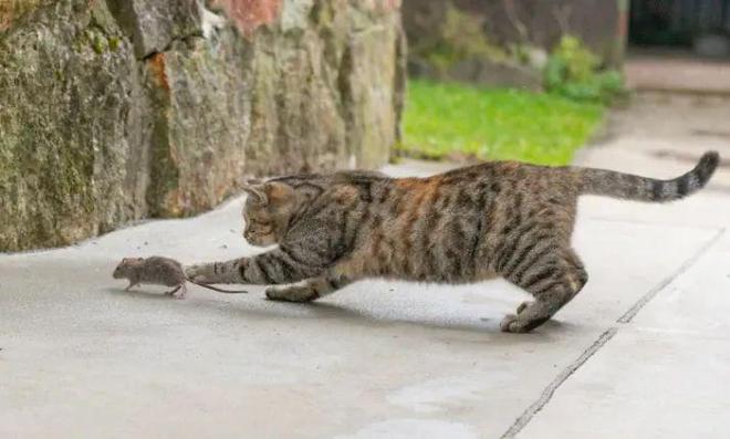 猫和老鼠游戏_猫和老鼠游戏下载_老鼠躲猫猫下载