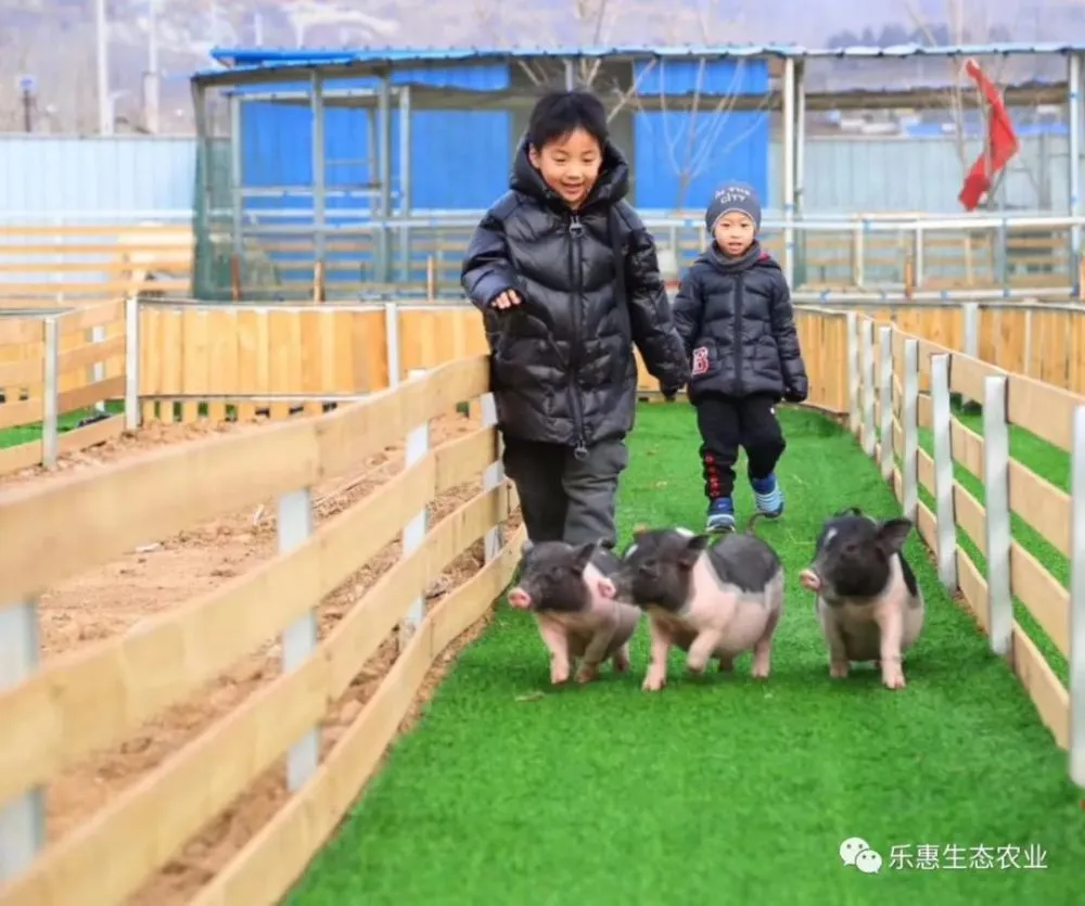 猪猪回家路中文版_猪猪回家游戏_猪猪回家