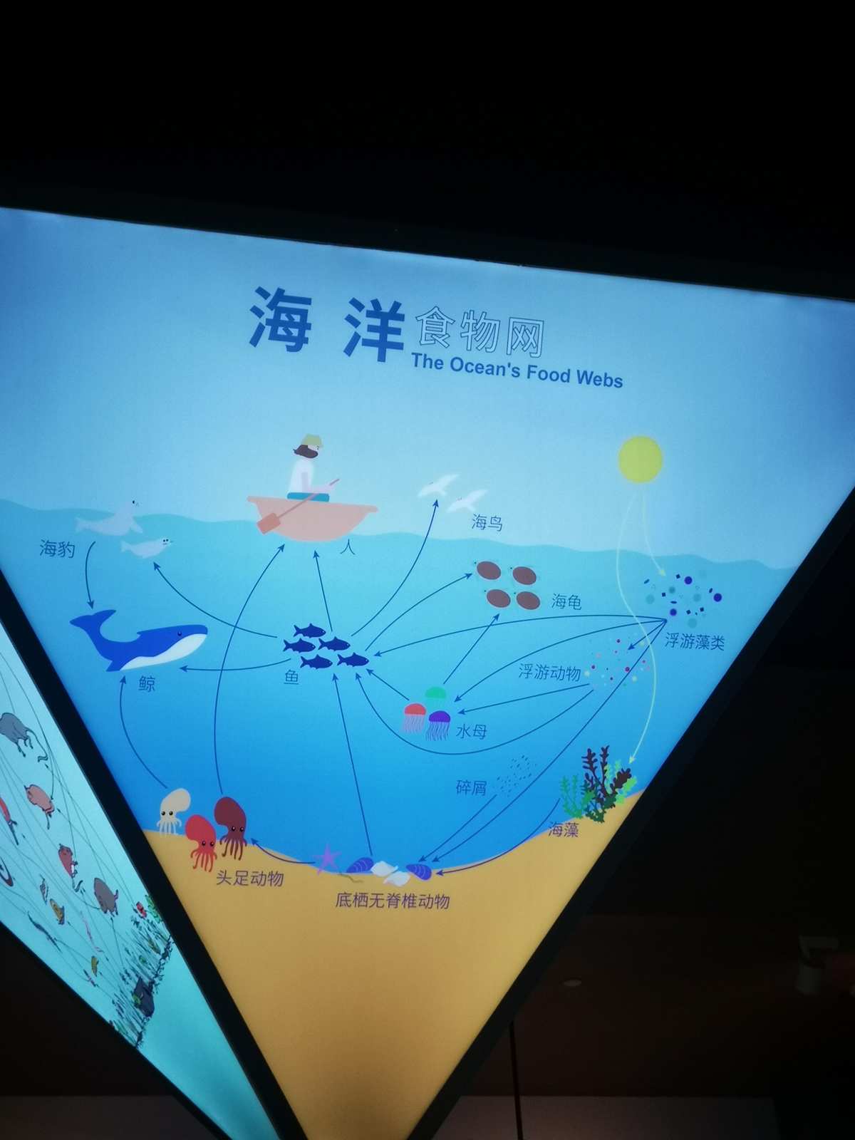 海洋深处：神秘残酷的大鱼吃小鱼世界