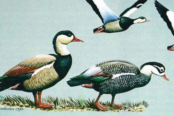 探寻自然之美，解密哥达鸭的种族魅力