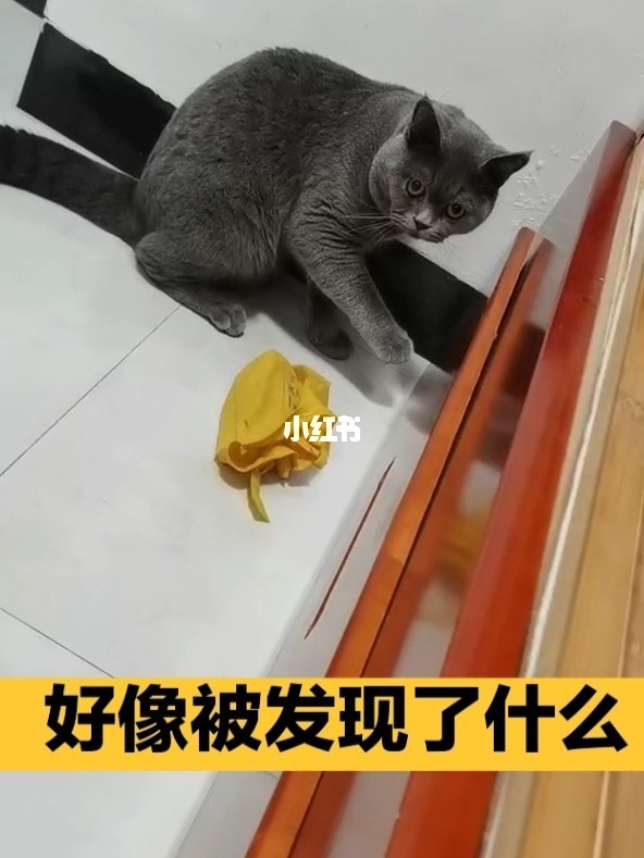 手机镜头游戏_镜头最好玩的_镜头手机游戏有哪些