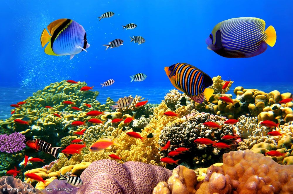 探索未知的海洋深处我踏上了一场神奇的幻海之旅