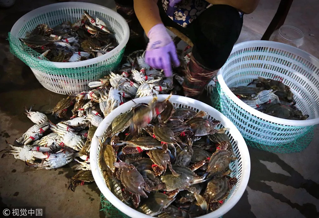 螃蟹的海底大猎杀_海底大猎杀螃蟹走不动路bug_海底抓螃蟹