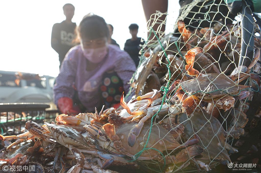 海底抓螃蟹_海底大猎杀螃蟹走不动路bug_螃蟹的海底大猎杀