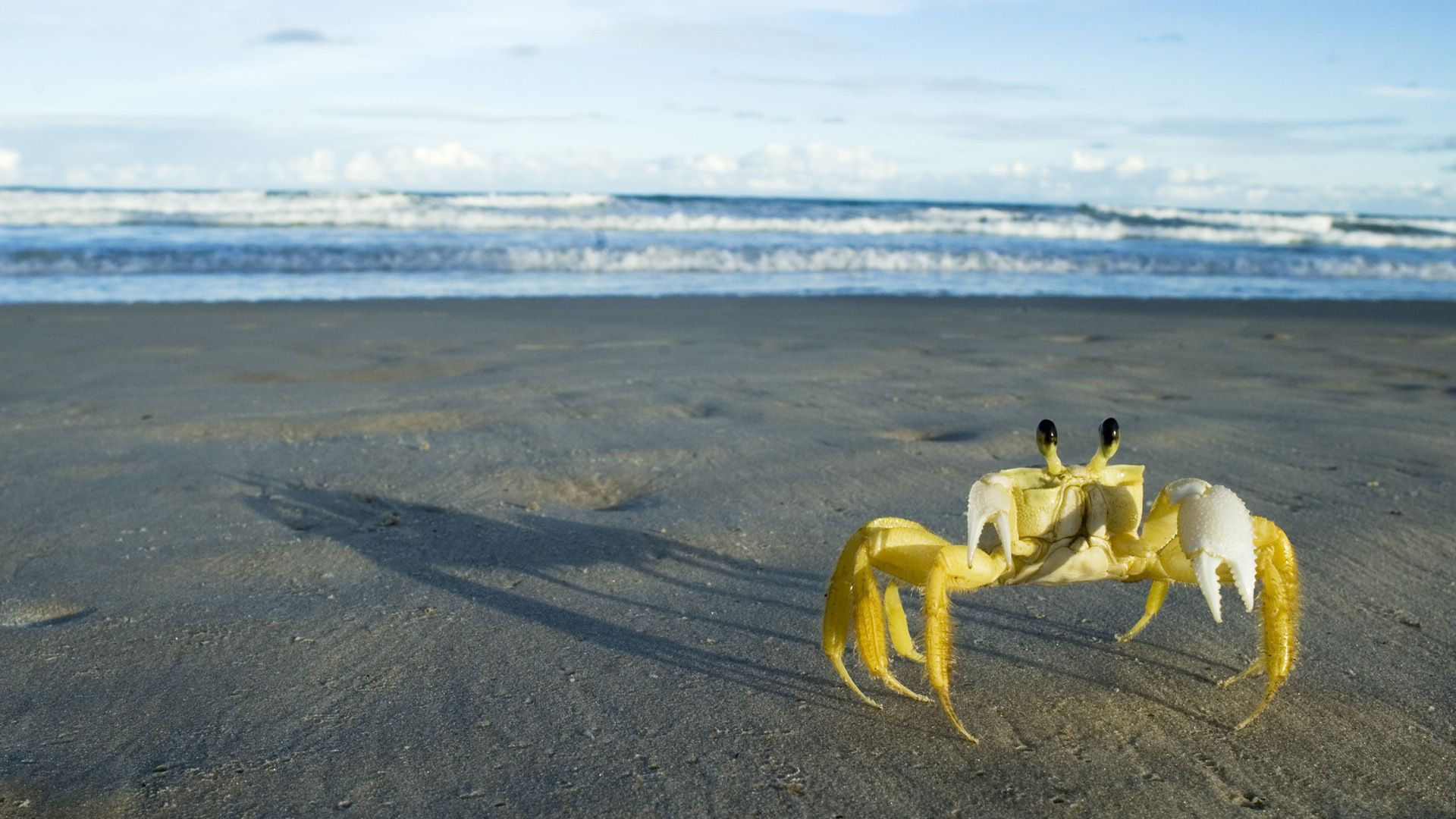 大螃蟹攻击人类_螃蟹的海底大猎杀视频_螃蟹大猎杀