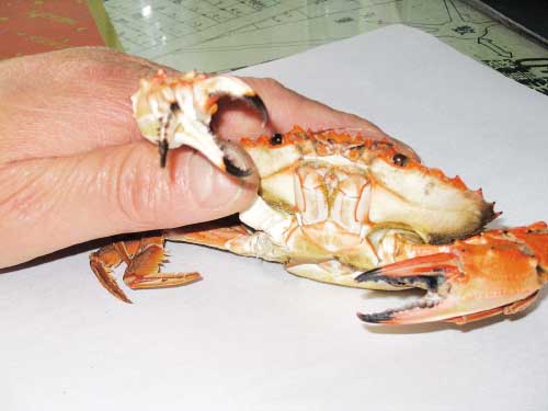 螃蟹 模式生物 螃蟹模式：滨海国际电影节参赛影片