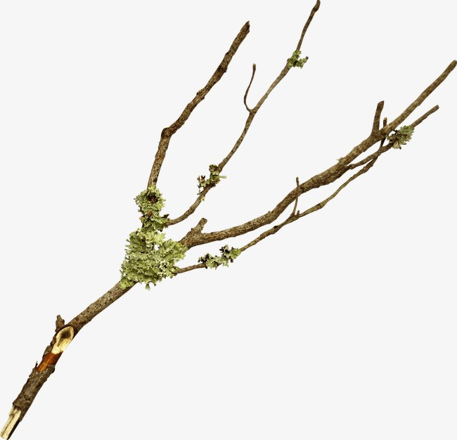 素材植物大战僵尸_植物psd素材_素材植物图片