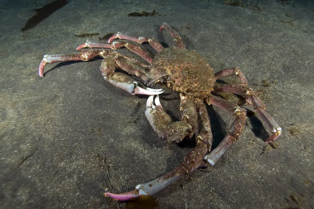 海底猎杀手游版_海底大猎杀crab madness是什么模式_海底猎杀海