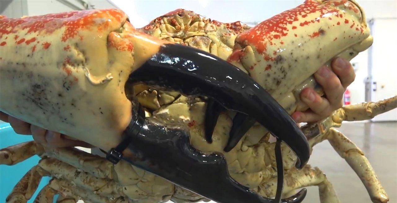 海底大猎杀crab madness是什么模式_海底猎杀海_海底猎杀手游版