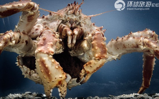 海底猎杀手游版_海底猎杀海_海底大猎杀crab madness是什么模式