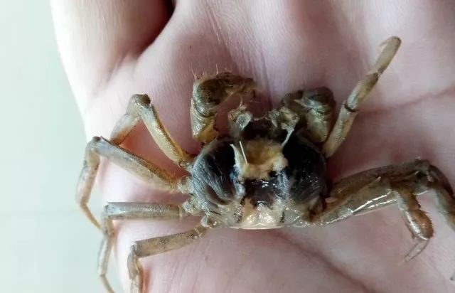 海底大猎杀螃蟹大战_海底大猎杀螃蟹走不动路bug_海底大猎杀大螃蟹