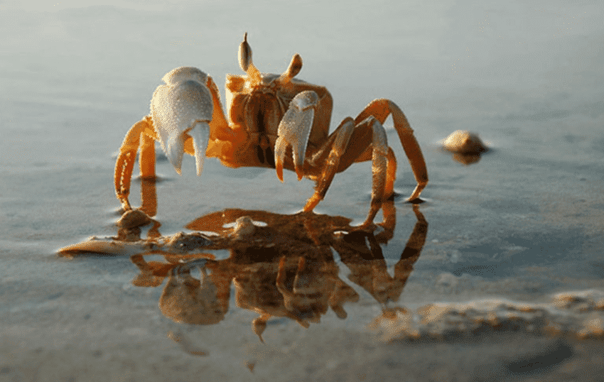 螃蟹生物模式图_螃蟹生态系统_螃蟹模式生物