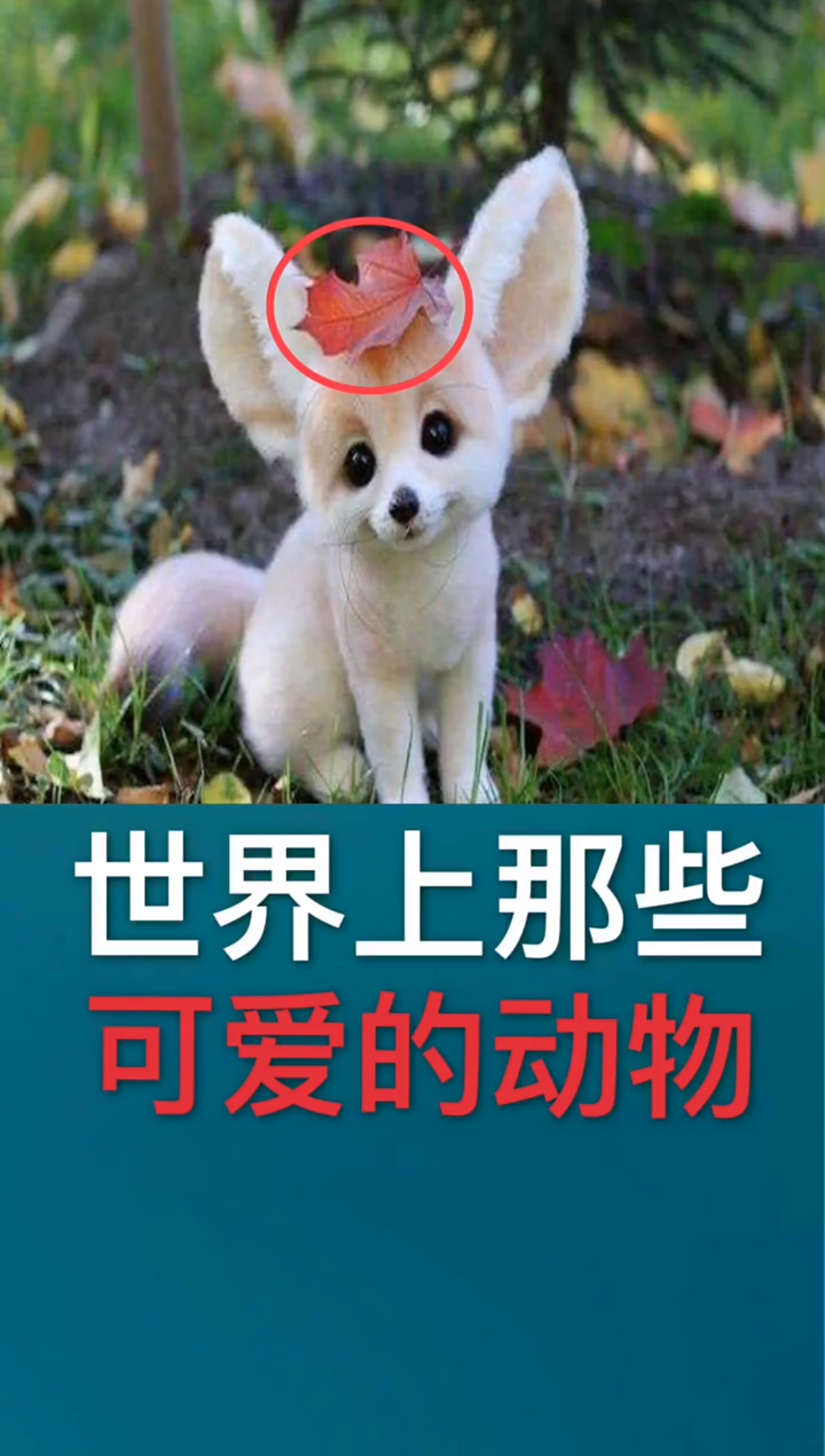百图汇动物图片-神秘迷人，猫科动物之旅