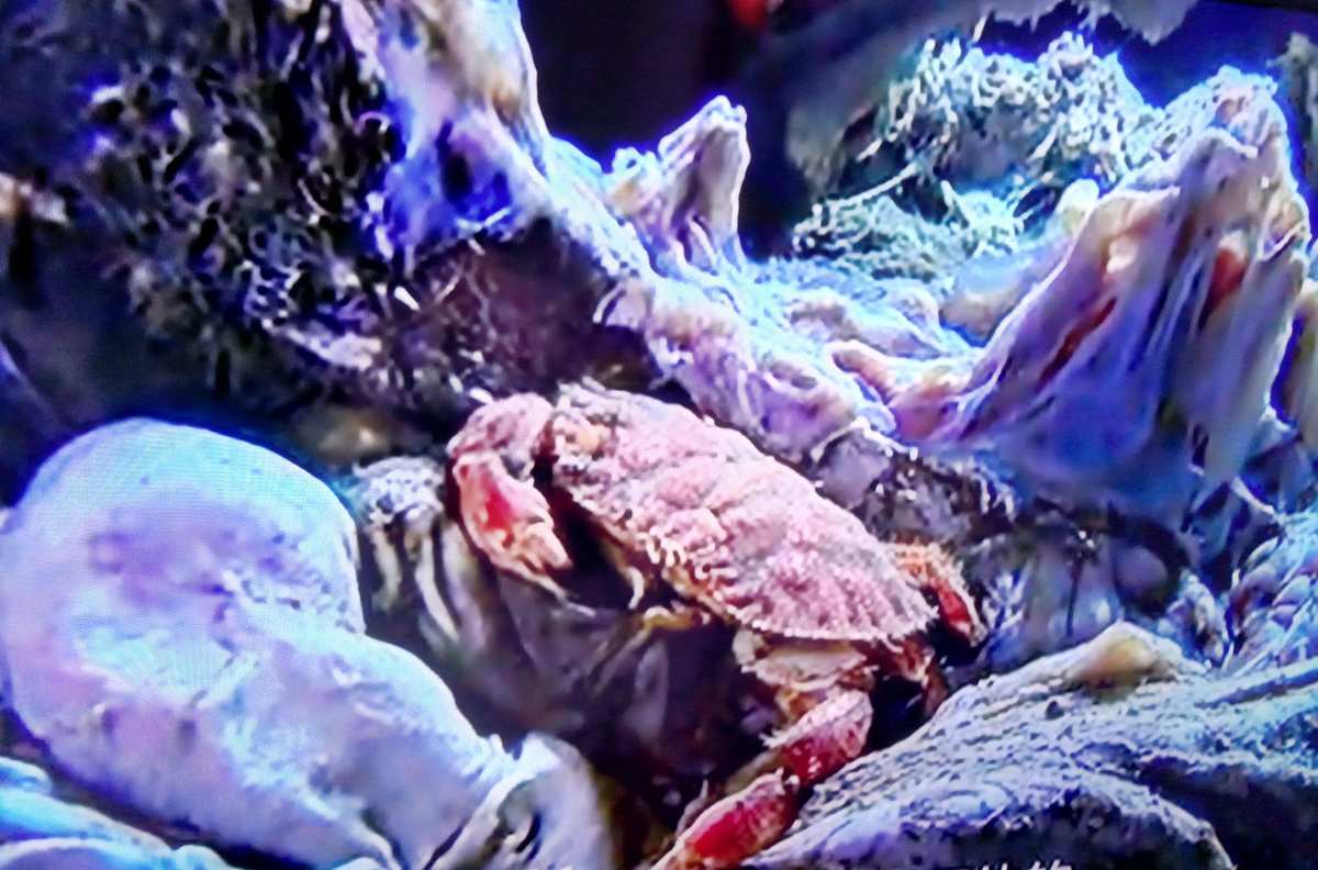 螃蟹的海底大猎杀视频_海底大猎杀螃蟹走不动路bug_海底抓螃蟹