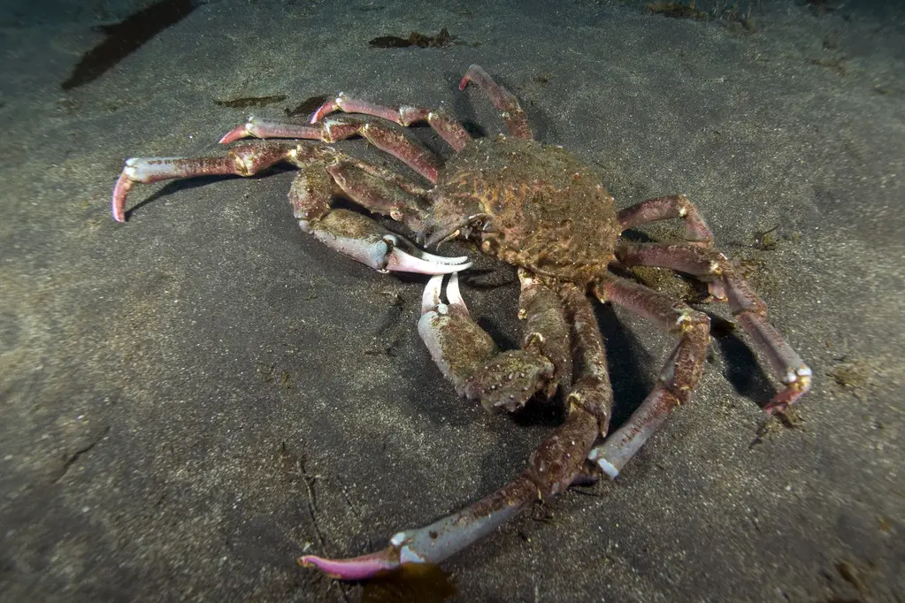 海底抓螃蟹_螃蟹的海底大猎杀视频_海底大猎杀螃蟹走不动路bug