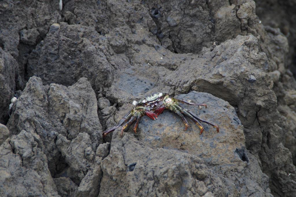 海底大猎杀螃蟹走不动路bug_螃蟹的海底大猎杀视频_海底抓螃蟹