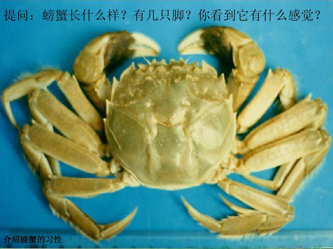 螃蟹模式生物_螃蟹生物模式图片_螃蟹生物模式图