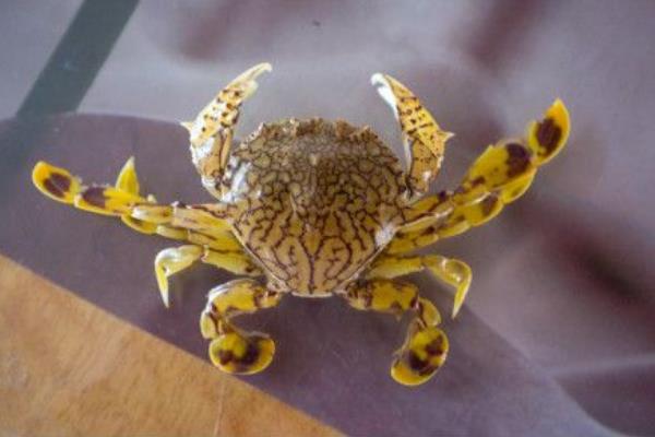 螃蟹生物模式图片_螃蟹模式生物_螃蟹生物模式图