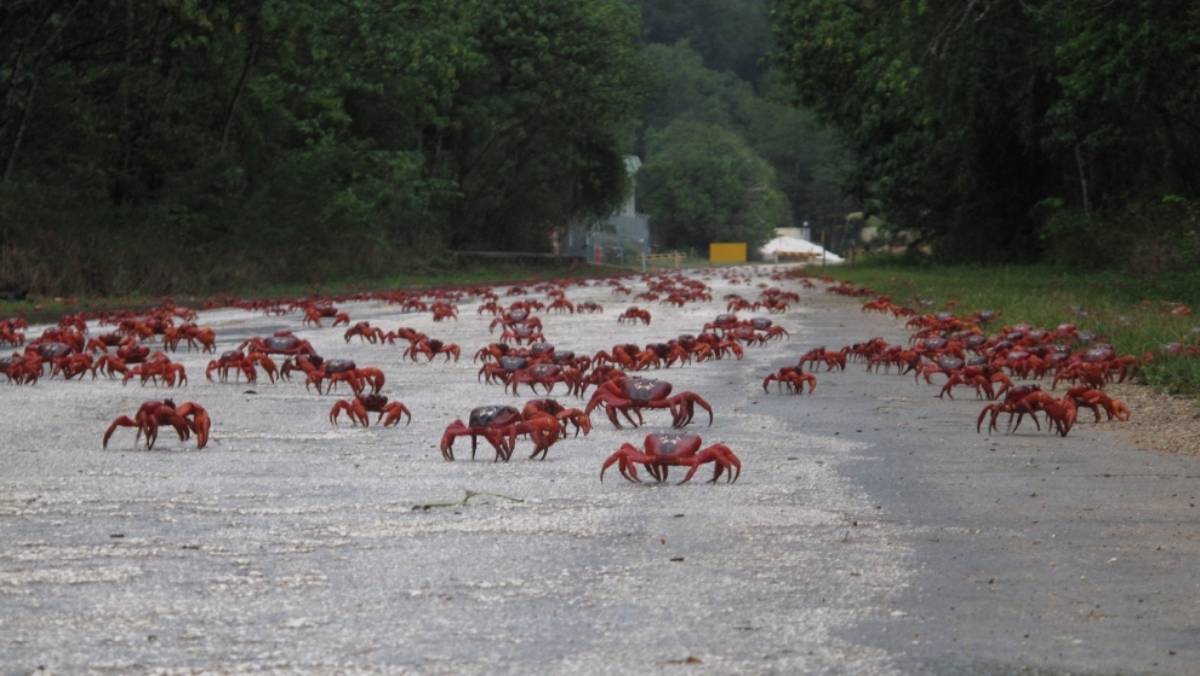 海底猎杀小游戏_海底大猎杀crab madness是什么模式_海底猎杀海