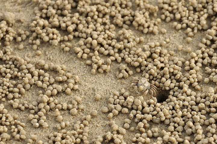 螃蟹生物图_螃蟹生物模式图片_螃蟹模式生物