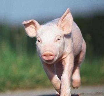 少儿动漫大全动画片-超级有趣的少儿动漫大全小猪佩奇全新首播