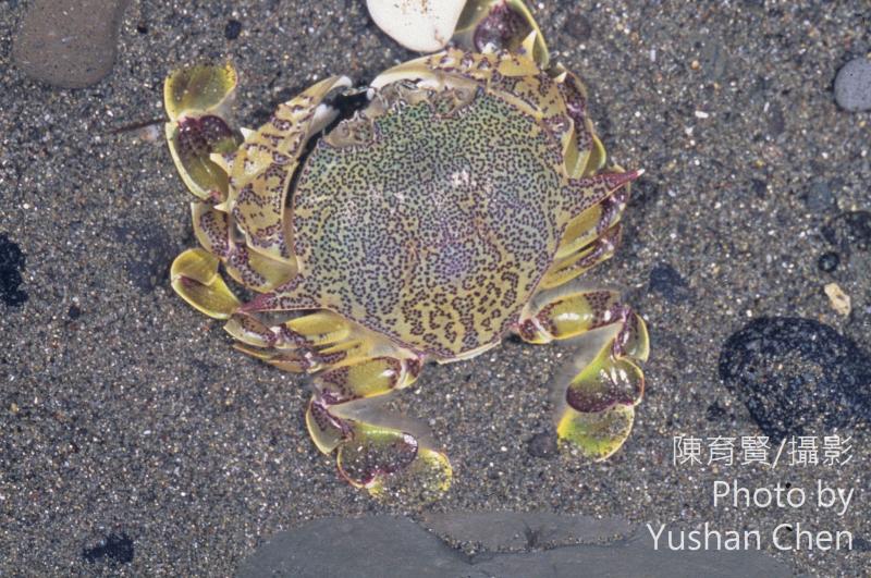 海底大猎杀大螃蟹_海底大猎杀中文版 螃蟹_螃蟹的海底大猎杀视频