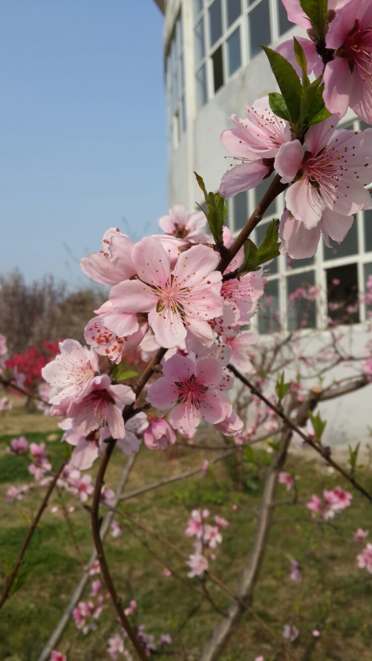 春暖花开网址-校园春天，花开满校园春暖花开