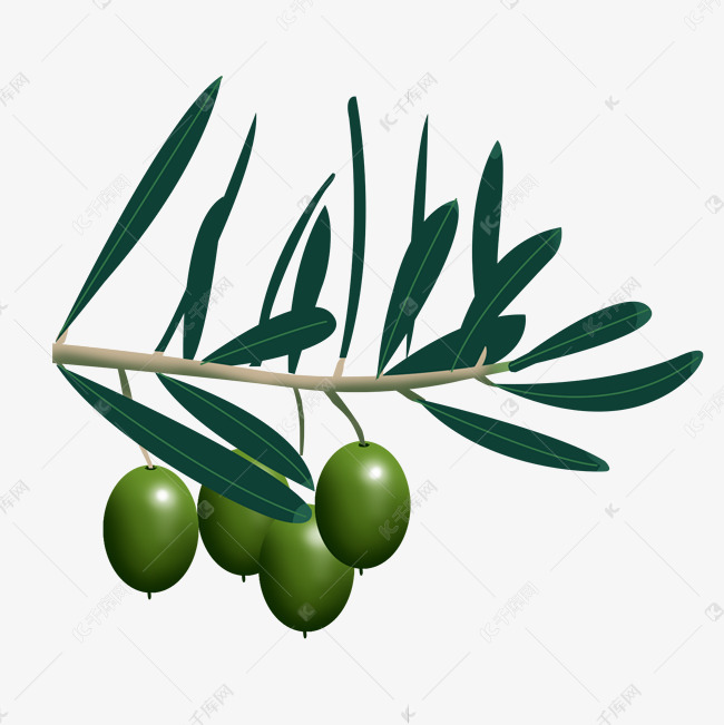 橄榄叶手绘图片_橄榄叶素材_橄榄叶的图片欣赏