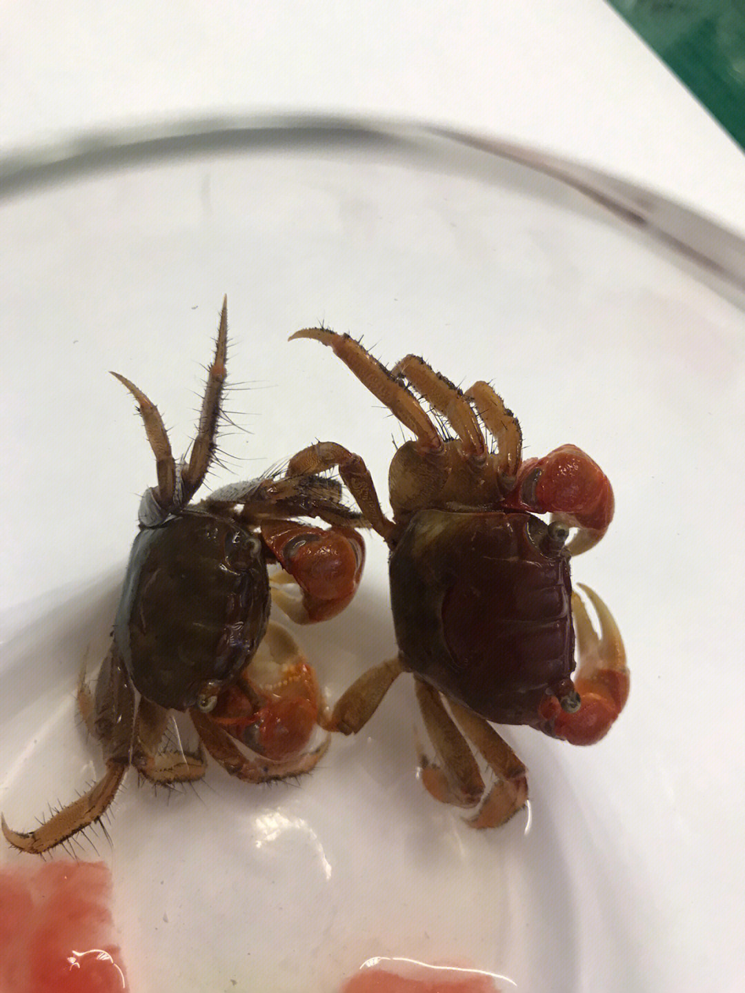 螃蟹生物模式图片_螃蟹生物模式是什么_螃蟹 模式生物