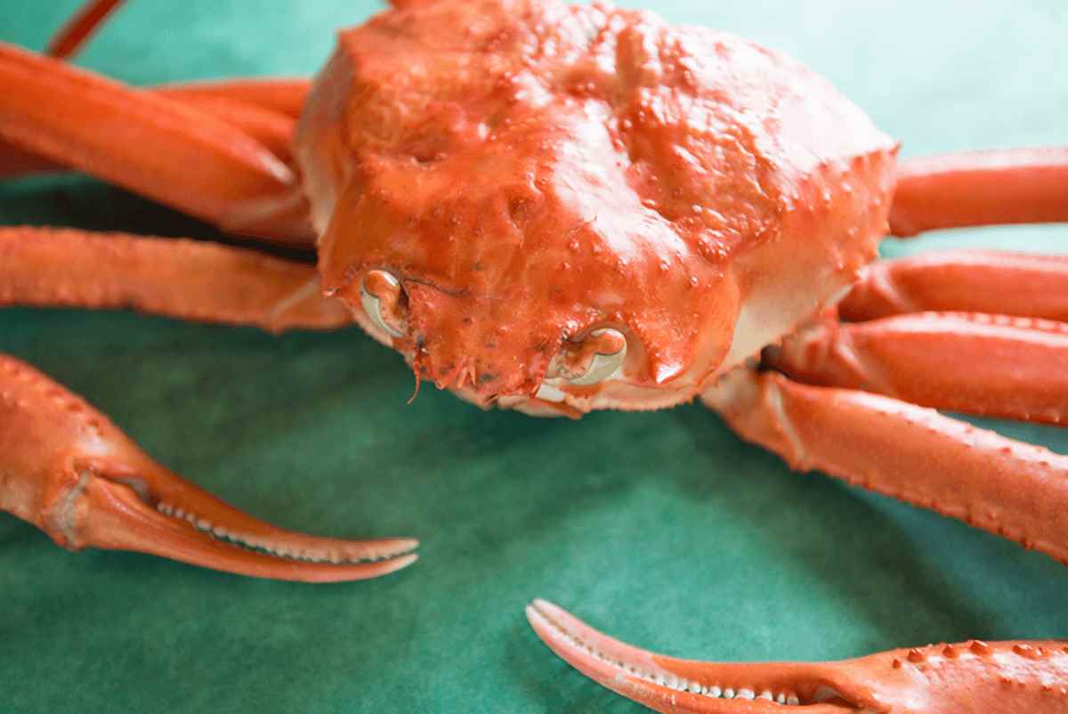 螃蟹生物模式图片_螃蟹 模式生物_螃蟹生物模式是什么