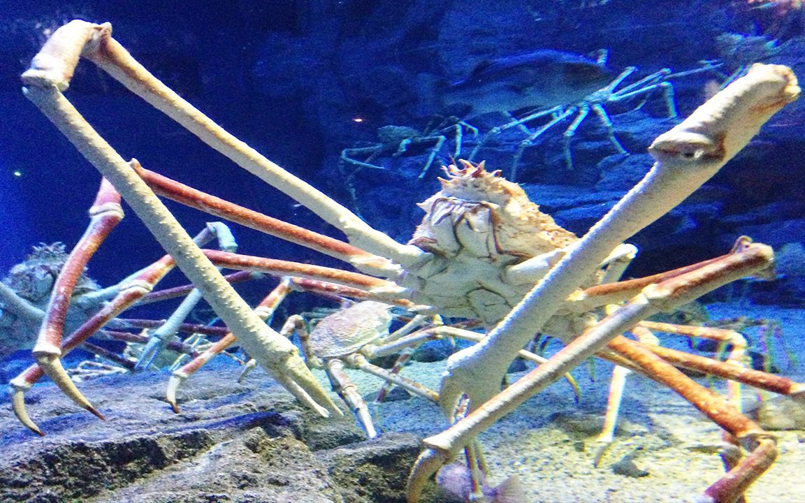 海底大猎杀大螃蟹_海底大猎杀螃蟹走不动路bug_海底大猎杀螃蟹大战