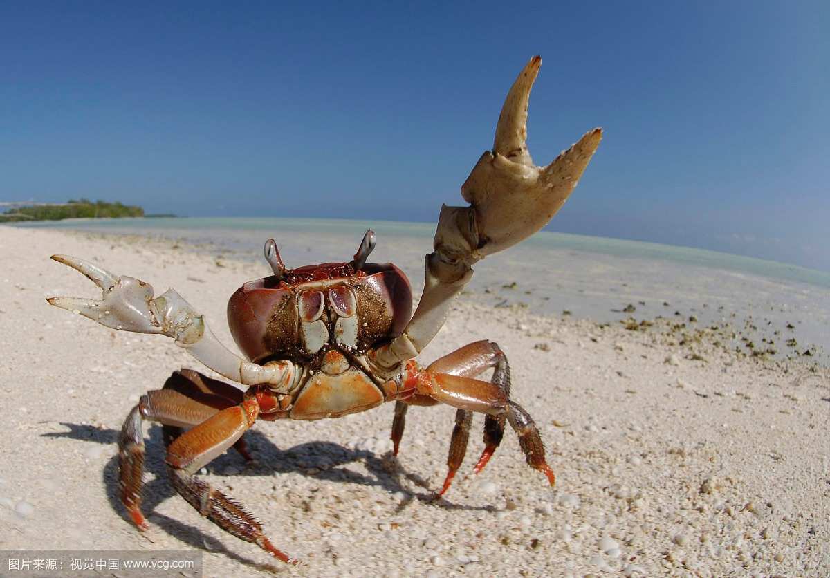 螃蟹生物图_螃蟹 模式生物_螃蟹生物模式图片