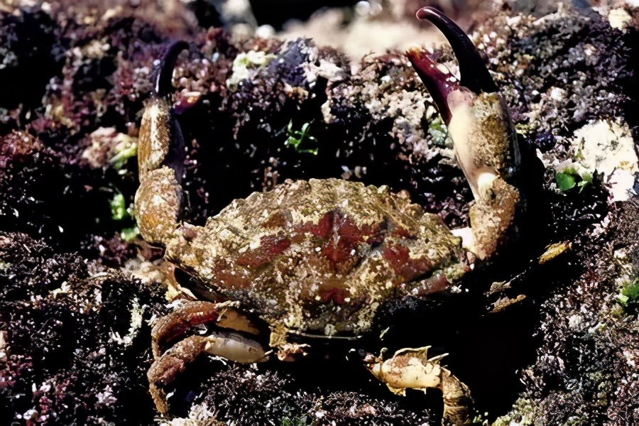 螃蟹生物模式图片_螃蟹生物图_螃蟹 模式生物