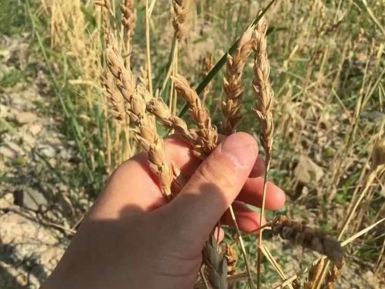 小麦与稞麦的区别-小麦：日常生活中不可或缺的重要粮食作物