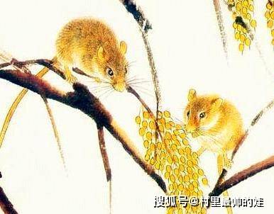 生肖2023年运势及运程_生肖2023澳门_2023生肖