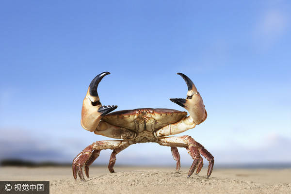 螃蟹生物模式图片_螃蟹生物模式是什么_螃蟹模式生物