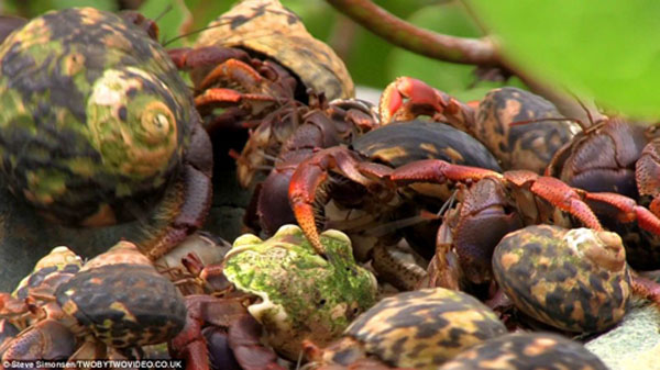 螃蟹的生物链_螃蟹生物图_螃蟹 模式生物