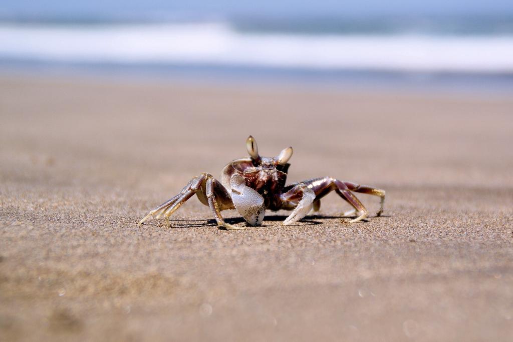 海底大猎杀中文版 螃蟹-海底钳子：食物链的绝对霸主