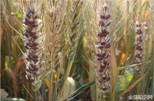 黑麦 三联-黑麦的营养价值及作用
